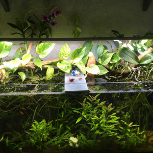 Low tech 240l