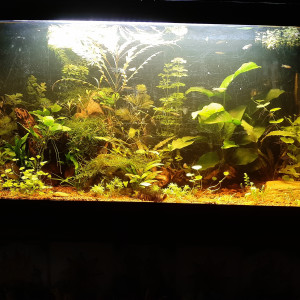 Nouvel aqua