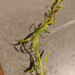 Publication de despierg