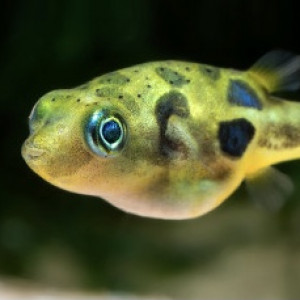 Publication de TortueGeniale91