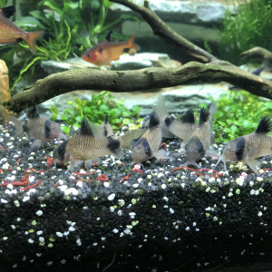 Publication de Sebsoul