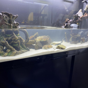 Publication de Aurelili