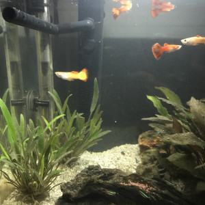 Publication de vero68