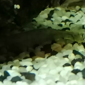 Publication de Louvic2