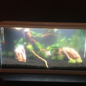 Mon bac 60 litres Betta amanos et escargots