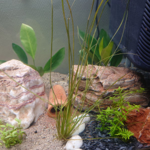 Publication de Kestfela