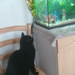 Publication de Fyllets