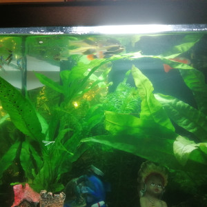 1 er aquarium