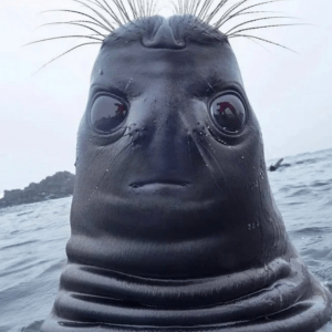 Agecanonix