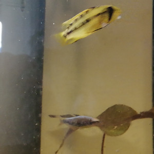 Publication de Valilou