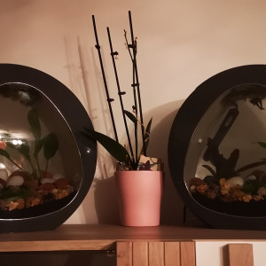 Betta
