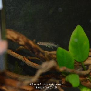 Publication de thomas89