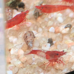 Publication de onryou