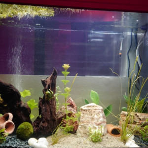 Publication de Kestfela