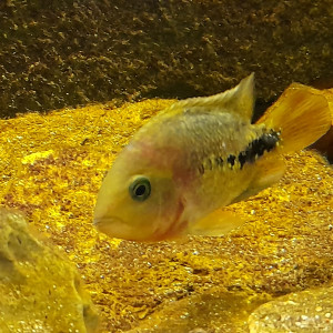 Publication de stephane-fleury