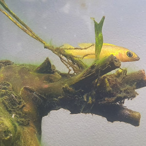 Publication de Firenze57