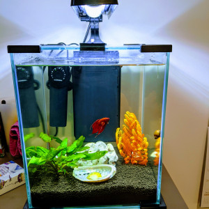 Aquarium de ma princesse