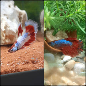 Publication de Cindyolympe