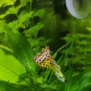 Publication de jedi.6