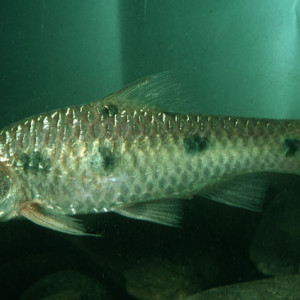 Puntius sealei