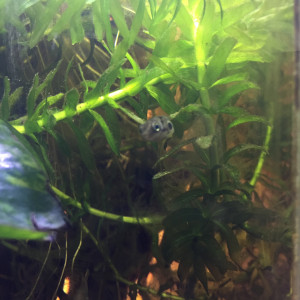 Publication de Stefdoody