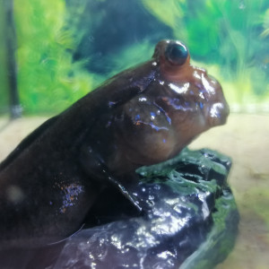 Publication de dams-soa