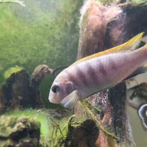 Publication de Firenze57