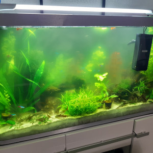 Publication de Papatroll