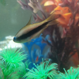 Publication de Adenzcha