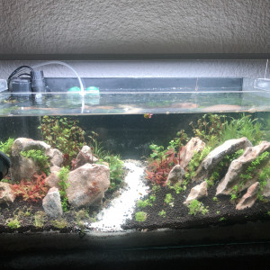 Publication de Brenus