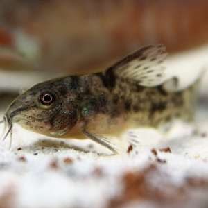 Publication de MarleneMLX