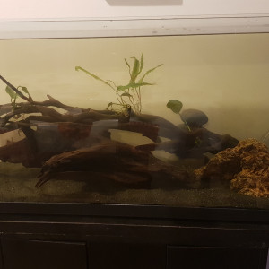 Bac de 100 litres me en haut il y a une semaine Pour les Guppy Et crevettes
