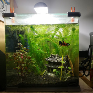 Publication de Meumeu