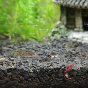 Publication de Meumeu