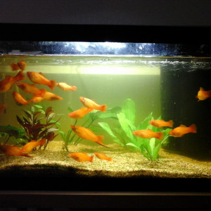 Nano 54 L