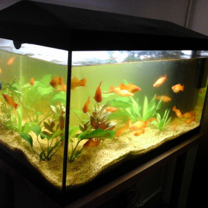 Publication de DEHA24