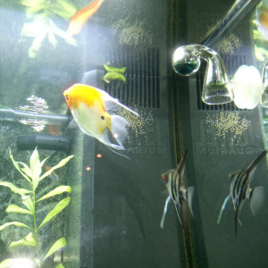 Publication de Marek