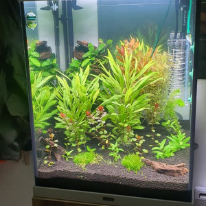 Endlers Tank