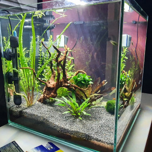 Publication de Baloo