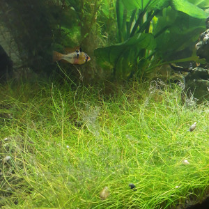 Publication de ColisaDUBOUCHON