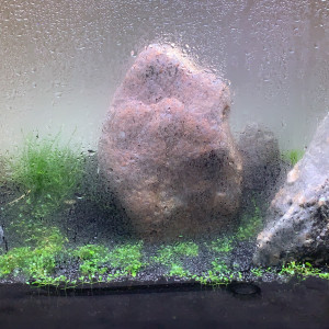 Publication de Touptiski