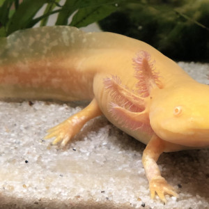 Axolotl-lyon