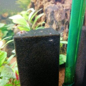 Publication de Bat14