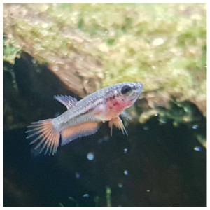 Publication de Artilm