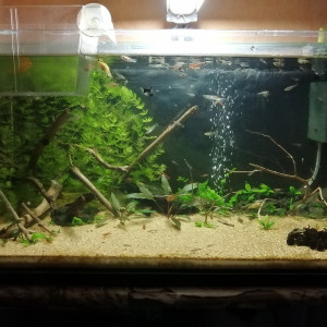 Aquarium 60l