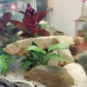 Publication de kurtquaubain