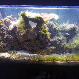aquarium eau de mer 350 litres