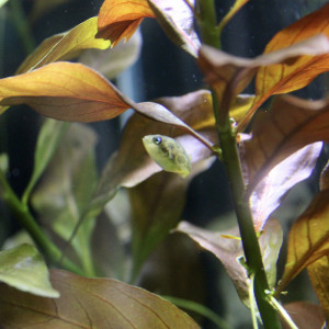 Publication de TortueGeniale91