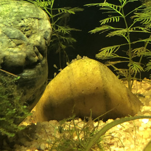 Publication de Refugees63