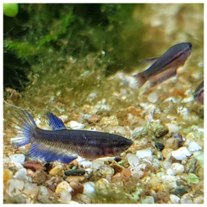 Publication de Artilm